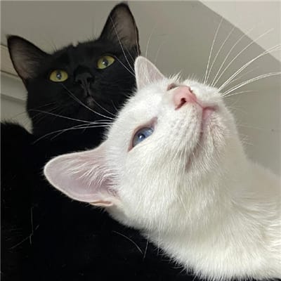 Phạm Thùy Vân avatar